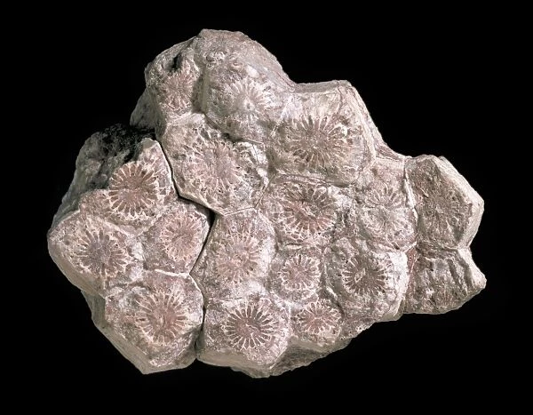 Lonsdaleia, coral fossil C016  /  4841
