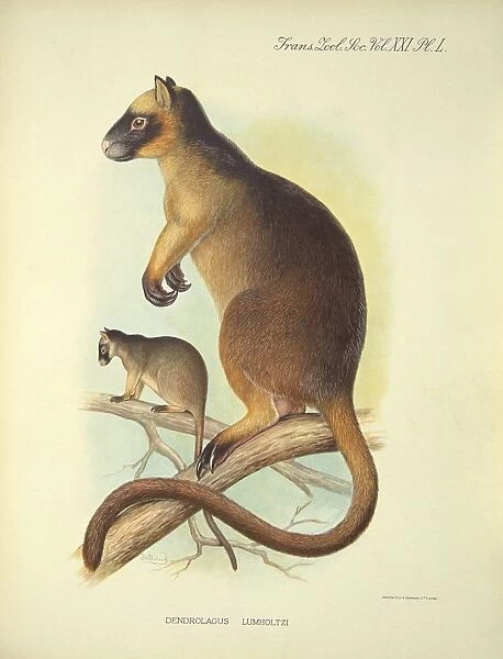 Lumholtzs tree-kangaroo, 20th century