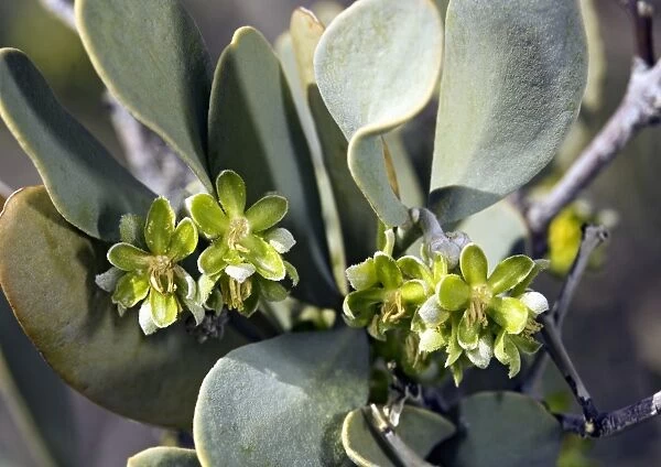 Male jojoba (Simmondsia chinensis)