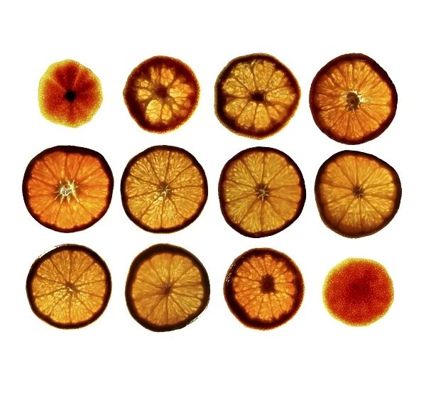 Mandarin orange slices C016  /  9650