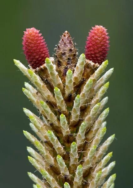 Maritime pine flower (Pinus pinaster)