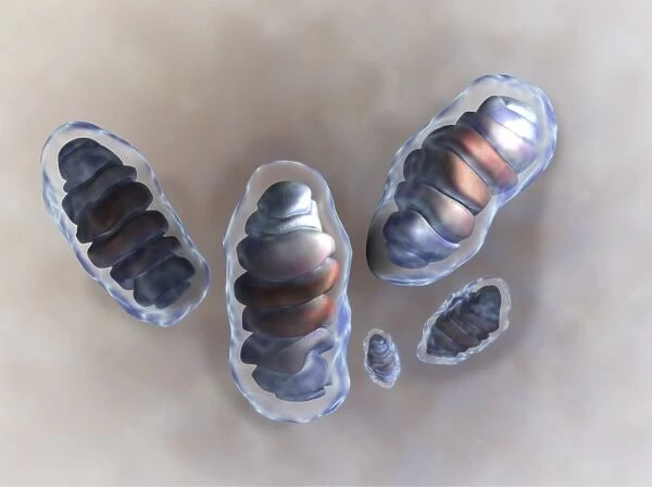 Mitochondria, artwork C013  /  4991