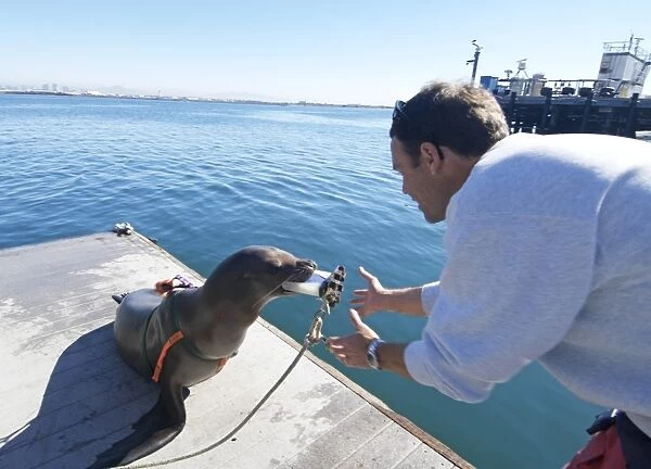 US Navy California sea lion