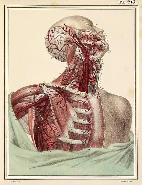 Neck and shoulder arteries, 1825 artwork