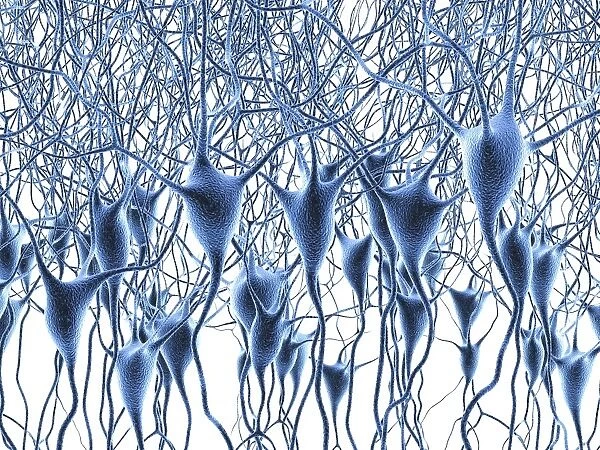 Nerve cells, artwork F007  /  5525