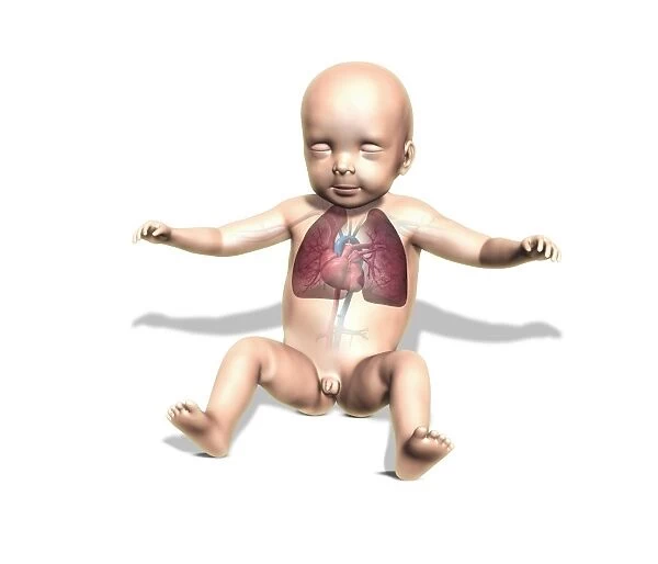 Newborn baby, anatomical artwork