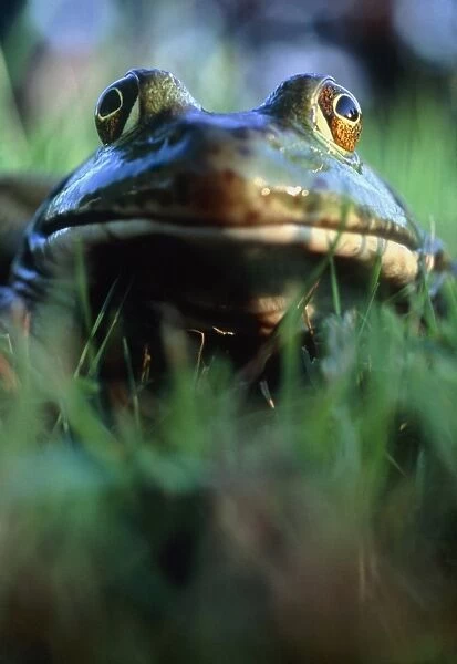 The North American bullfrog, Rana catesbeiana