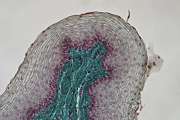 Oesophagus wall, light micrograph