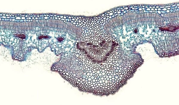 Oleander leaf, light micrograph