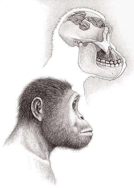Paranthropus aethiopicus skull and head