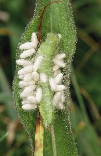 Parasitic wasp larvae on caterpillar