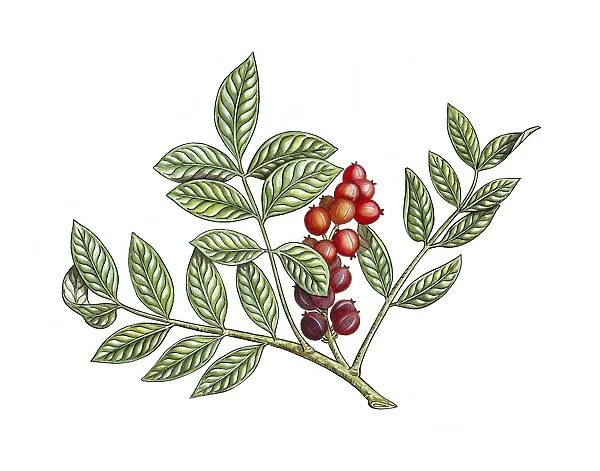 Pistacia lentiscus fruiting, artwork C016  /  3308