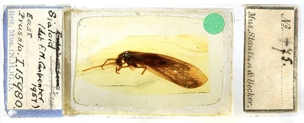 Prehistoric insect in amber C016  /  6117