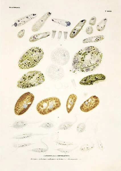 Protozoa, historical artwork