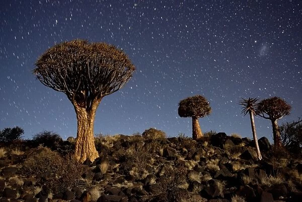 Quiver tree forest at night showing stars C018  /  9294