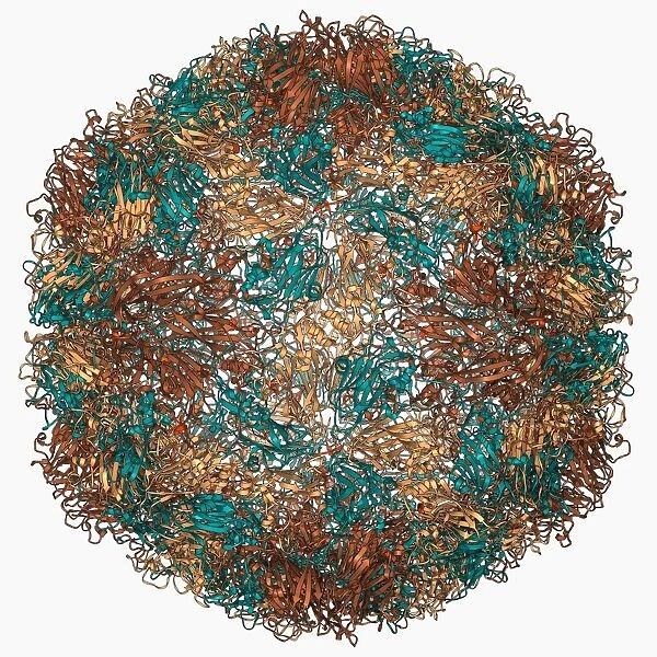 Rhinovirus capsid, molecular model F006  /  9490