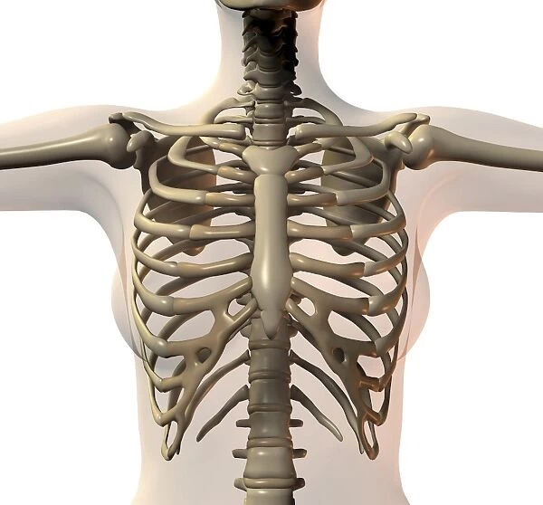 Ribcage and upper body, computer artwork