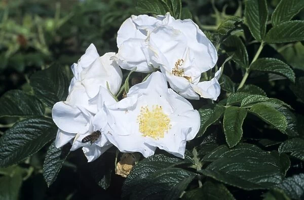 Rose Alba flowers