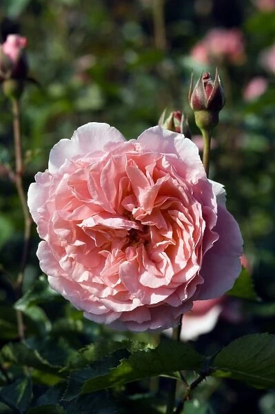 Rose (Rosa L Aimant )