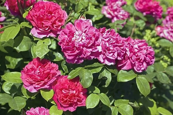 Rose (Rosa Sophys Rose Auslot )