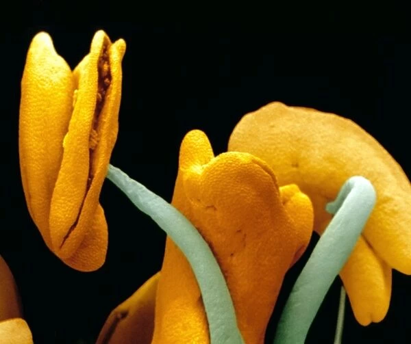 Rose stamens showing pollen sacs