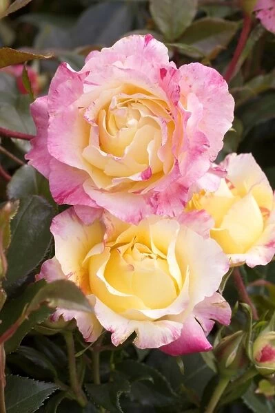 Roses (Rosa Camille Pissaro )