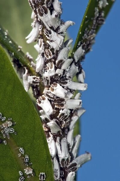 Scale insects C014  /  2575