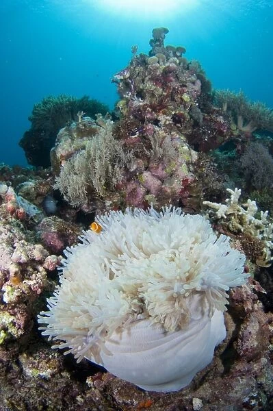 Sea anemone on reef in Indonesia