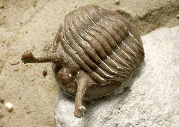 Stalk-eyed trilobite fossil C016  /  5560