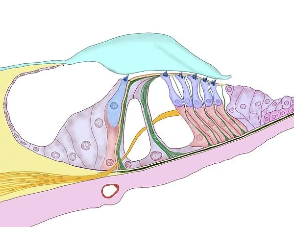 Structure of the cochlea, artwork