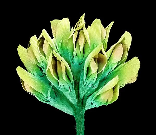 Suckling clover (Trifolium dubium), SEM C015  /  9248