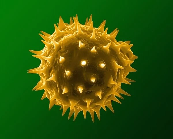 Sunflower pollen grain, SEM C018  /  0310