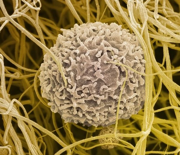 T lymphocyte, SEM C013  /  4772