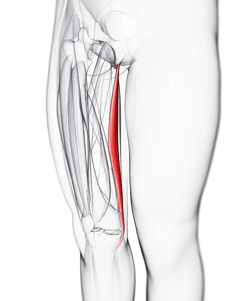 Thigh muscle, artwork F006  /  3420