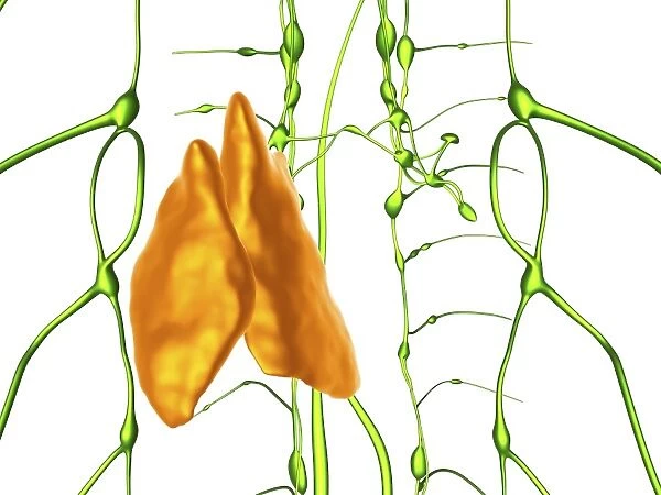 Thymus and lymphatic vessels, artwork C018  /  0342
