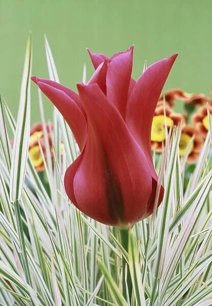 Tulip (Tulipa Violet Bird )