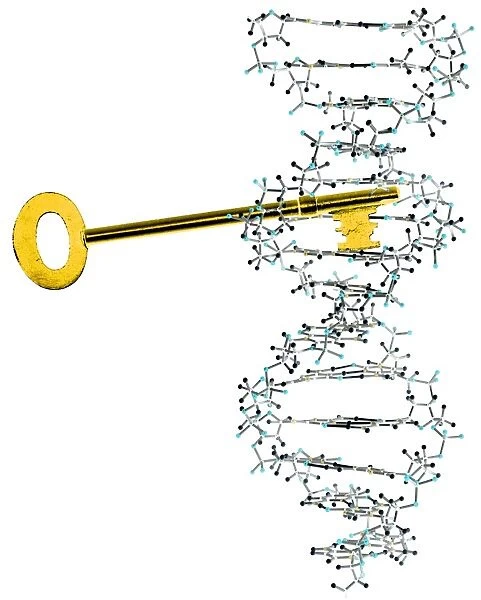 Unlocking DNA