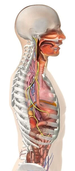 Vagus nerve anatomy, artwork C018  /  0300