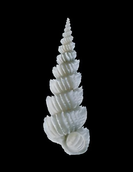 Wentletrap sea snail shell C019  /  1325