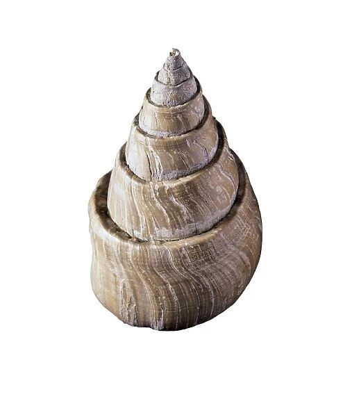 Whelk fossil