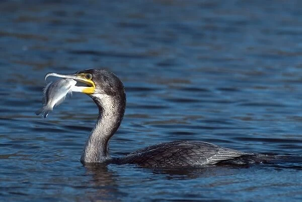 White-breasted cormorant with fish