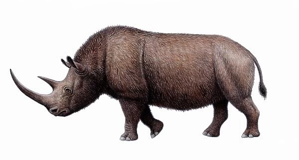 Woolly rhinoceros, artwork