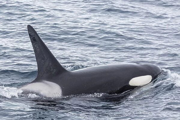 Adult bull Type A killer whale (Orcinus orca) in the Gerlache Strait, Antarctica, Polar Regions
