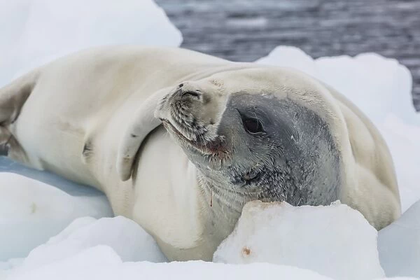 Adult crabeater seal (Lobodon carcinophaga) hauled out on ice floe, Neko Harbor, Andvord Bay, Antarctica, Southern Ocean, Polar Regions