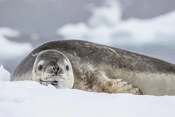 Adult leopard seal (Hydrurga leptonyx), hauled out on ice in Buls Bay, Brabant Island