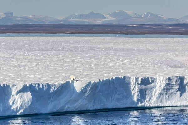 An adult polar bear (Ursus maritimus) on the edge of a huge iceberg in Arctic Harbour, Isabella Bay, Baffin Island, Nunavut, Canada, North America