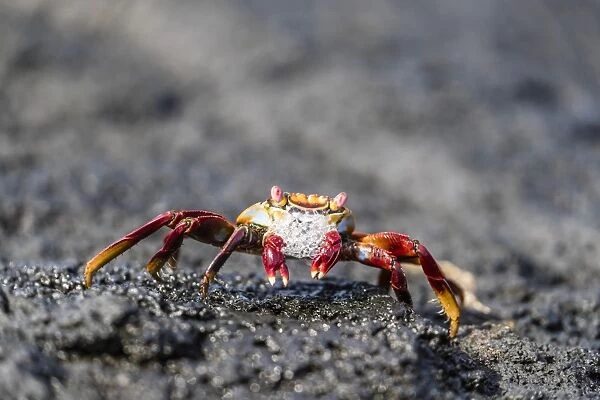 Adult Sally lightfoot crab (Grapsus grapsus) preparing to molt on Fernandina Island