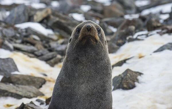 Antarctic fur seal (Arctocephalus gazella), Coronation Island, South Orkney Islands