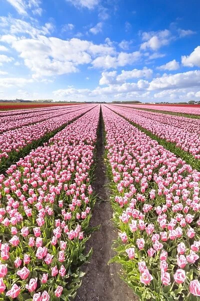 Blue sky on rows of pink tulips in bloom in the fields of Oude-Tonge, Goeree-Overflakkee