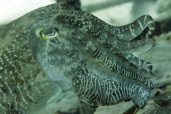 Broadclub cuttlefish (Sepia Latimanus) largest of tropical into Pacific cuttlefish, Celebes Sea, Sabah, Malaysia, Southeast Asia, Asia